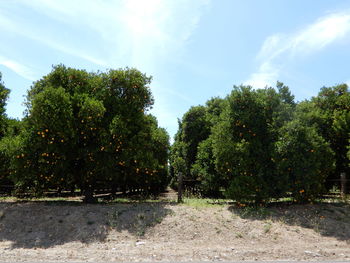 Trees by plants on sunny day