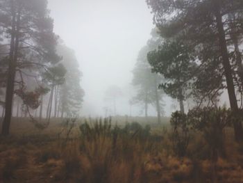 Trees in forest