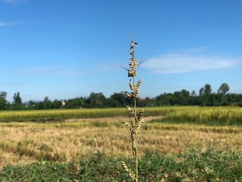 Close-up of plant on field against sky