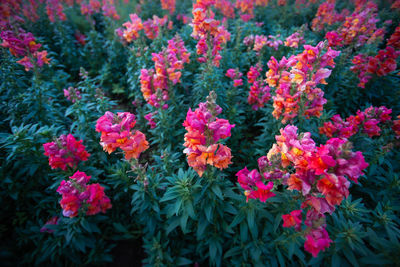 Close-up of colorful flowers in bloom