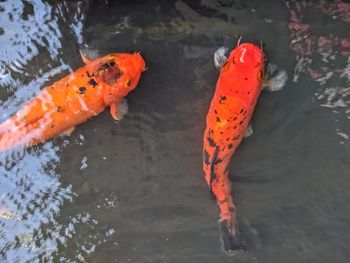 High angle view of koi fish in lake
