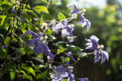 Close-up of raindrops on purple flowering plant