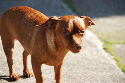 Portrait of a dog