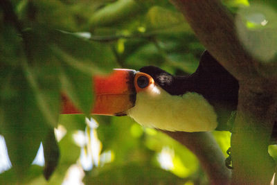 Close-up of bird perching on feeder