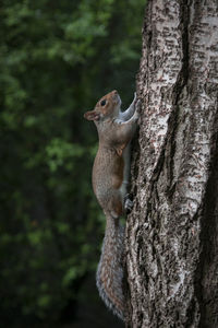 Squirrel on tree trunk