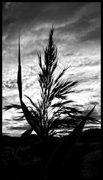 Plants against cloudy sky