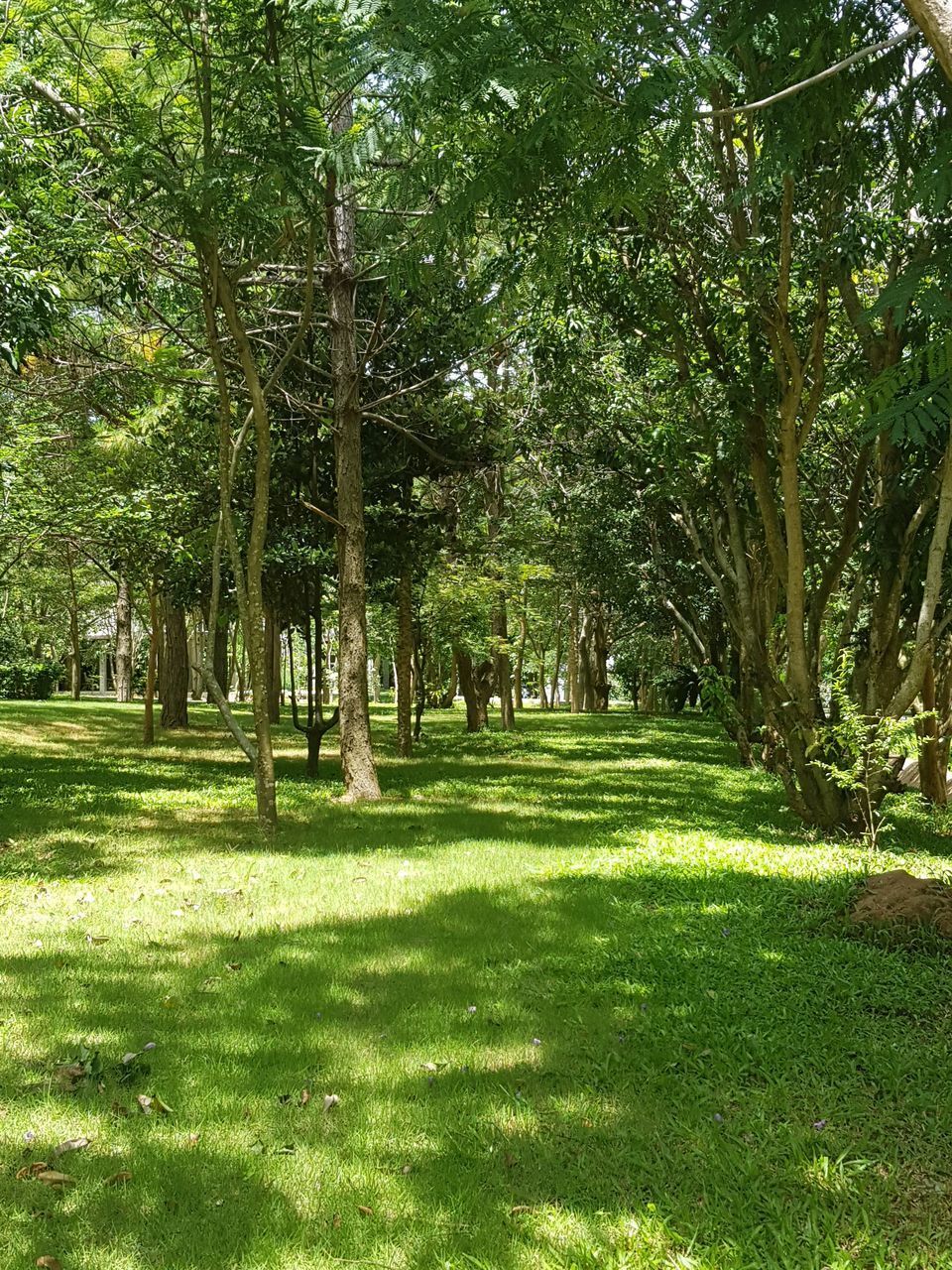 TREES AND PLANTS IN PARK