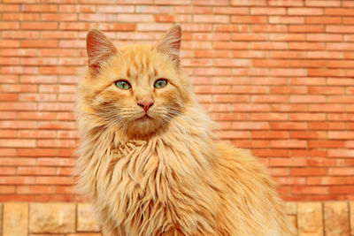 Close-up portrait of a cat against wall