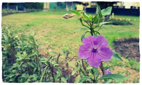 Close-up of flowers blooming outdoors