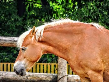 Close-up of horse standing against trees