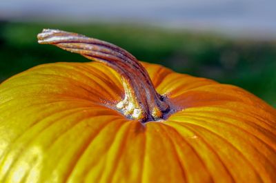 Close-up of orange flower