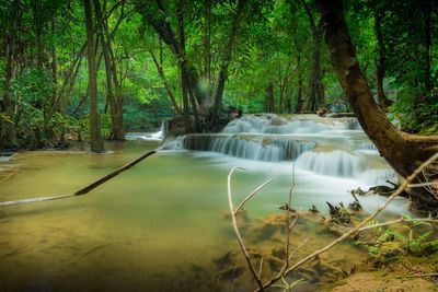 Scenic view of waterfall in forest