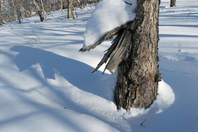 Frozen tree in winter