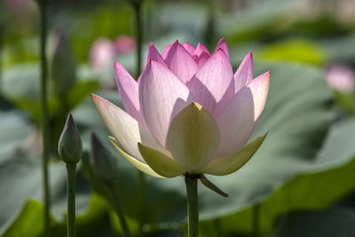 Close-up of pink lotus flower blooming outdoors