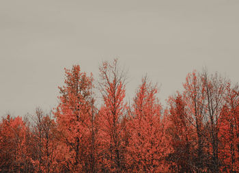 Low angle view of trees in forest against sky during autumn