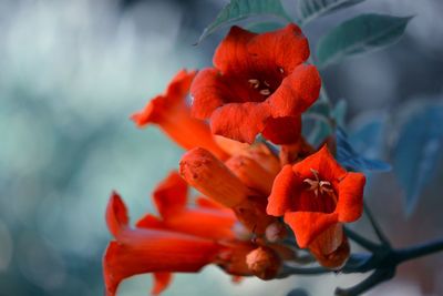 Close-up of red rose flower