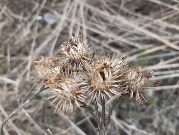 Close-up of wilted flower on field