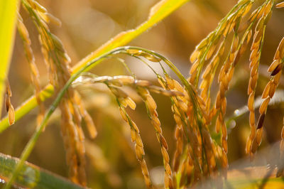 Close-up of stalks in field