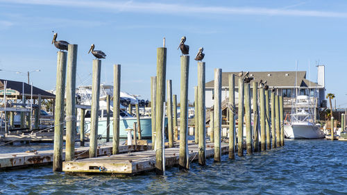 Pelicans perching on posts against sky