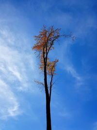 Low angle view of tree against blue sky