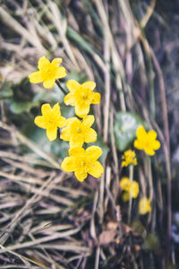 Close-up of yellow flowering plant on field