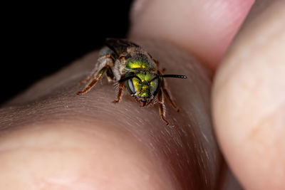 Close-up of insect on hand