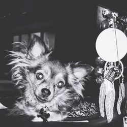 Close-up portrait of dog