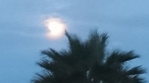 Low angle view of silhouette trees against blue sky