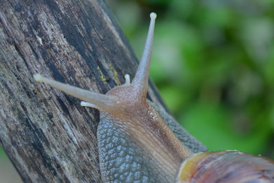 Close-up of snail