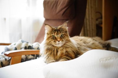 Portrait of cat relaxing at home