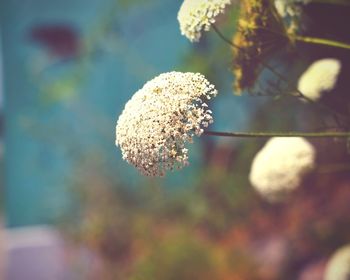 Close-up of white flowering plant