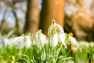 Close-up of snowdrops outdoors