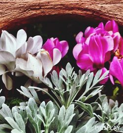 Close-up of pink flowers blooming outdoors