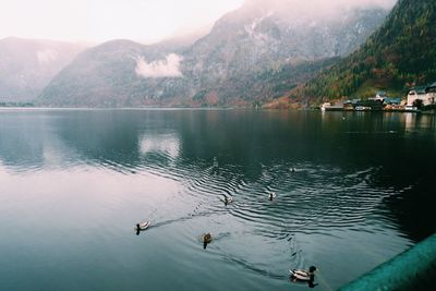 High angle view of ducks swimming in lake