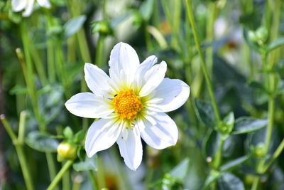 Close-up of white daisy flower