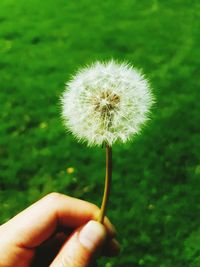 Close-up of hand holding dandelion flower