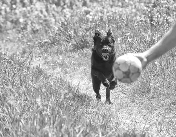 Dog running on grassy field