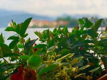 Close-up of fresh green leaves on field against sky