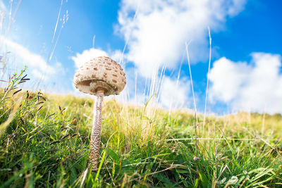 Close-up of mushroom growing on field against sky