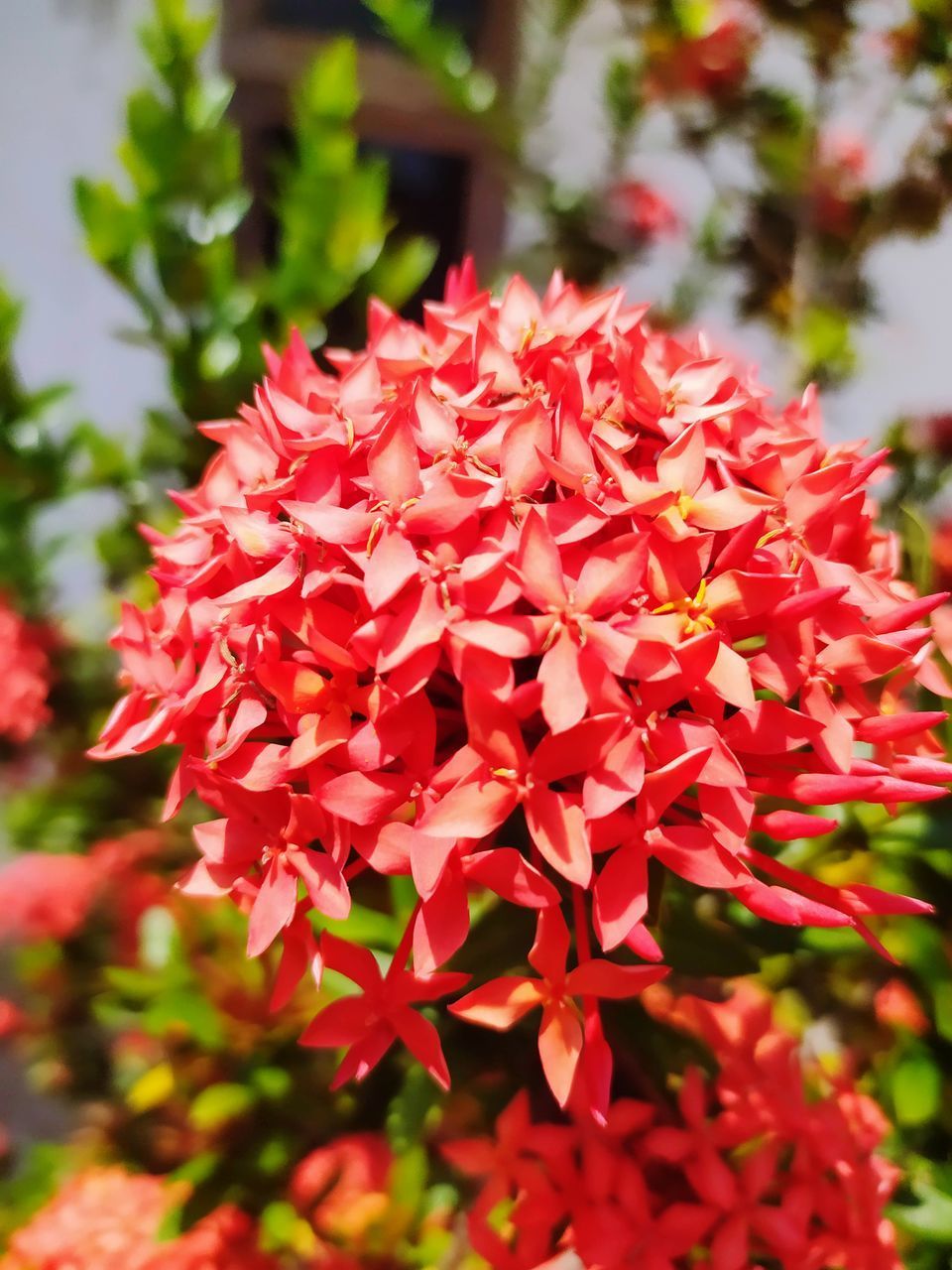 CLOSE-UP OF RED FLOWERS