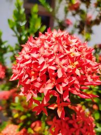 Close-up of red flowering plant