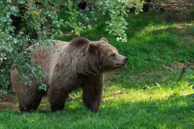 Side view of bear on field