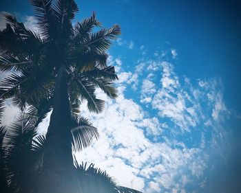 Low angle view of coconut palm tree against blue sky