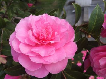 Close-up of pink rose