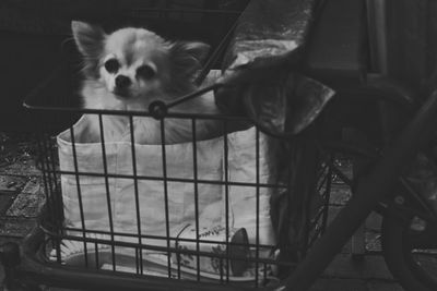 High angle view of dog on bicycle