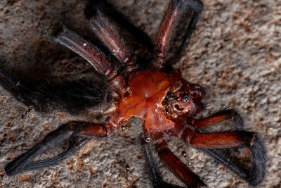 Close-up of spider