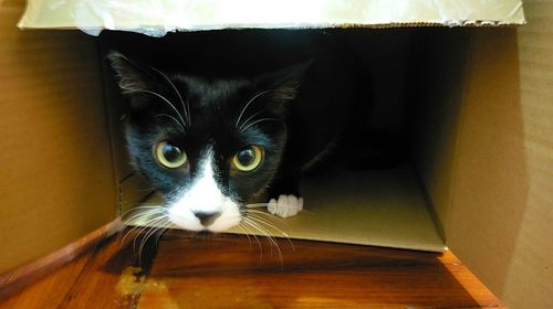 Portrait of cat at home