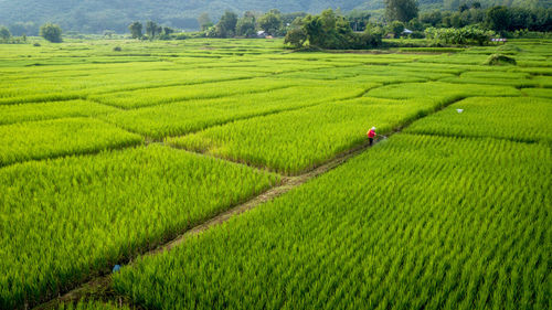 Scenic view of agricultural field