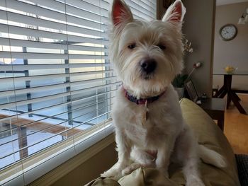 Portrait of dog sitting on window