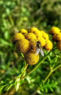 Close-up of honey bee on yellow flower